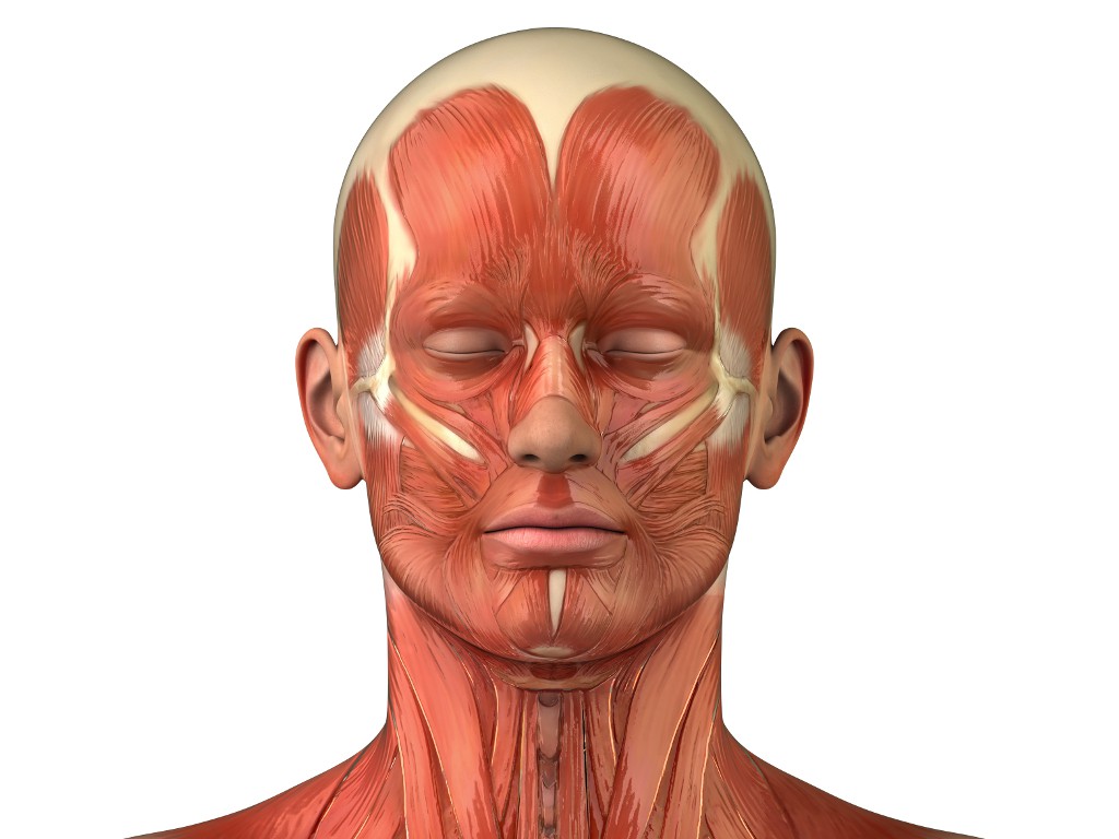 Anatomie Kopfmuskulatur Mann vorne